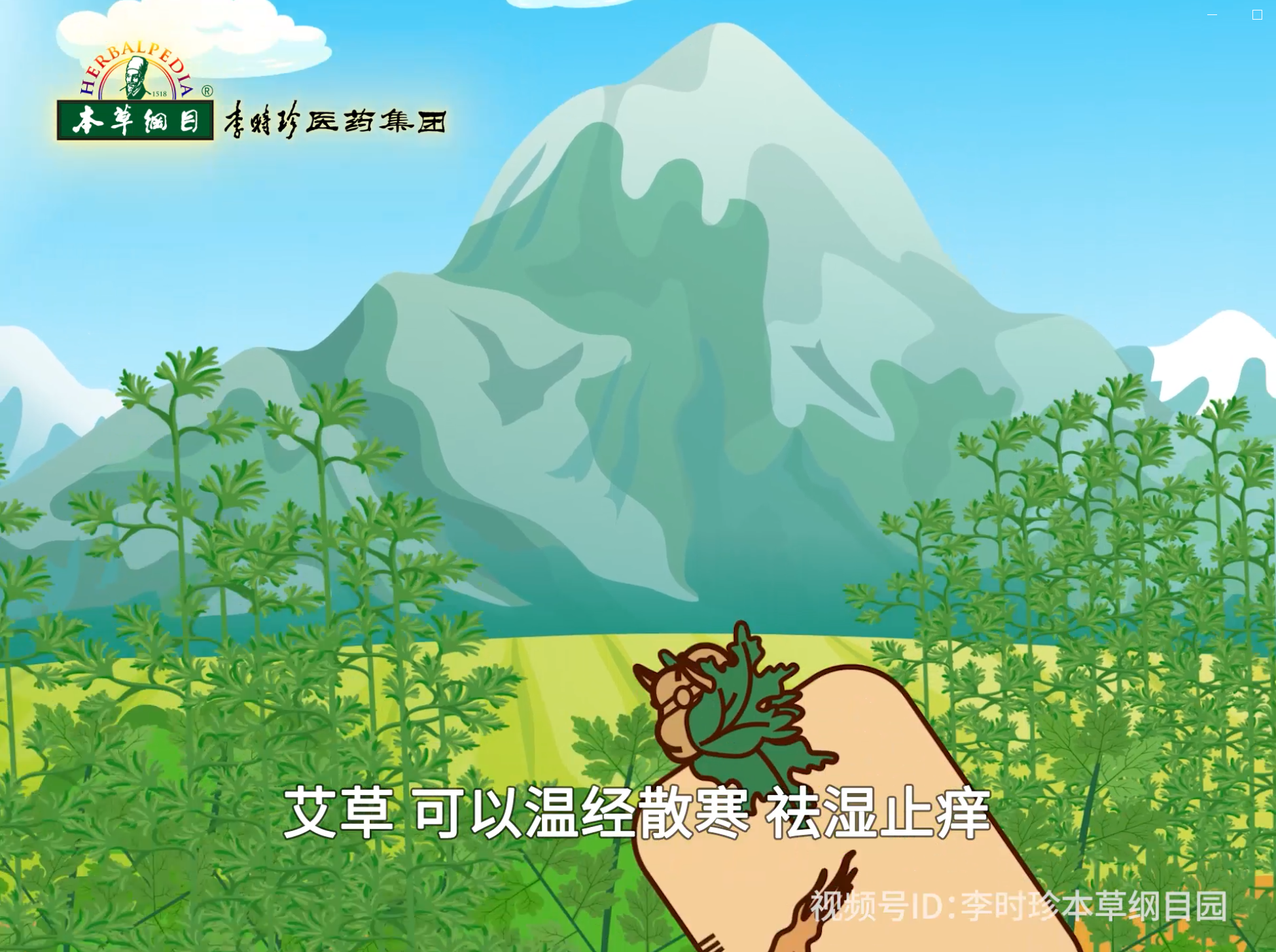 蘄艾三部分——盆栽艾草