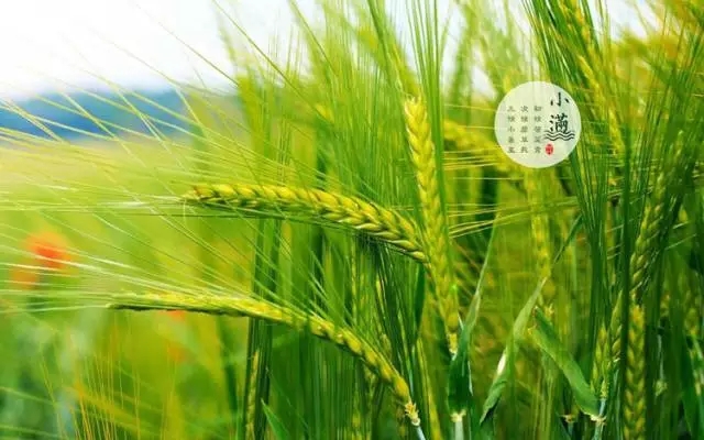 【二十四節(jié)氣養(yǎng)生篇】小滿：養(yǎng)好脾，盛夏一身輕